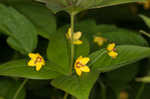 Whorled yellow loosestrife